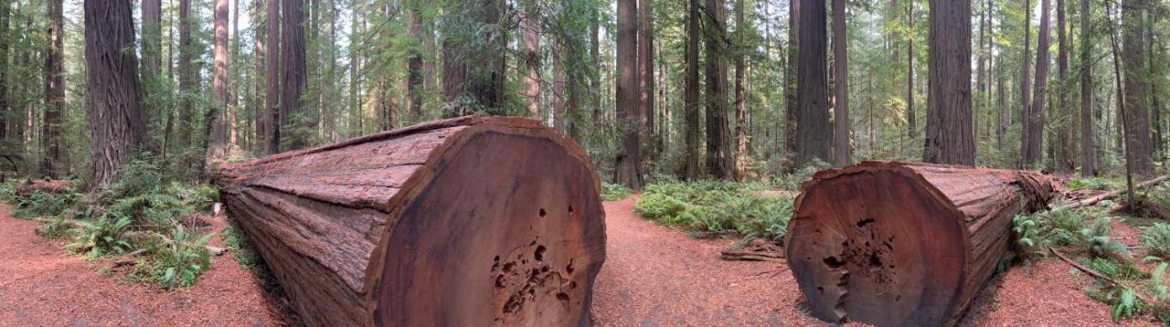 Готель Glamping In The Redwoods With A Hot Tub! Ґарбервілл Екстер'єр фото